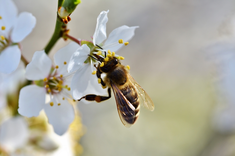 jardinerie-CASTAGNIERS-min_bee-4092986